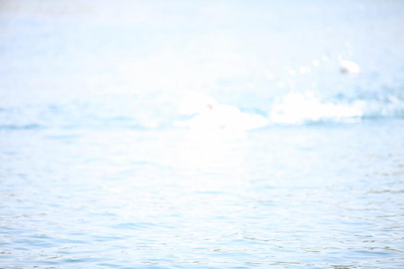 Comen Cup 2009 483.jpg